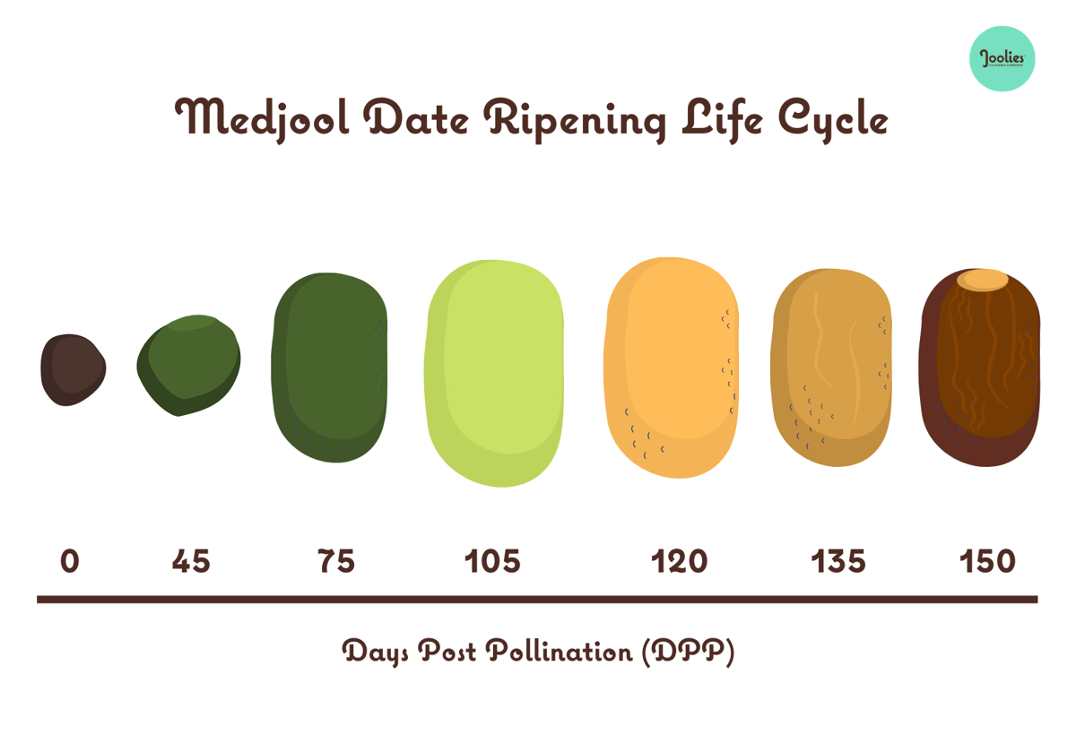 PreHarvest Farm Visit Understanding the Lifecycle of Medjool Dates